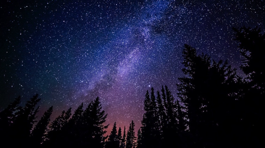 Starry sky and pine trees